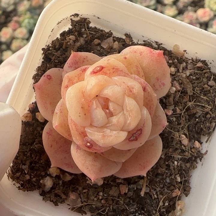 30王者系列多肉一盒