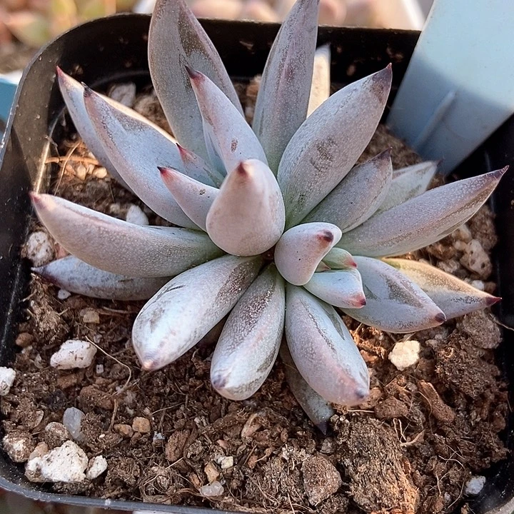 多肉植物魔爪2150