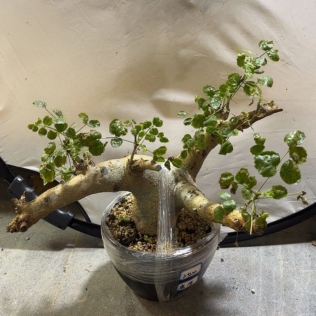 汤圆植物岩生橄榄