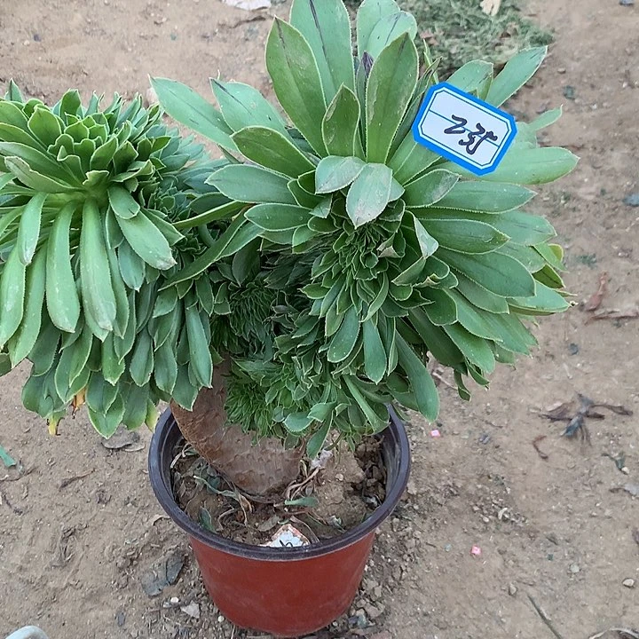 原始缀多肉植物235