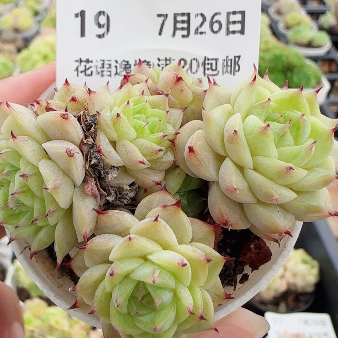 花语逸镜0726-19散