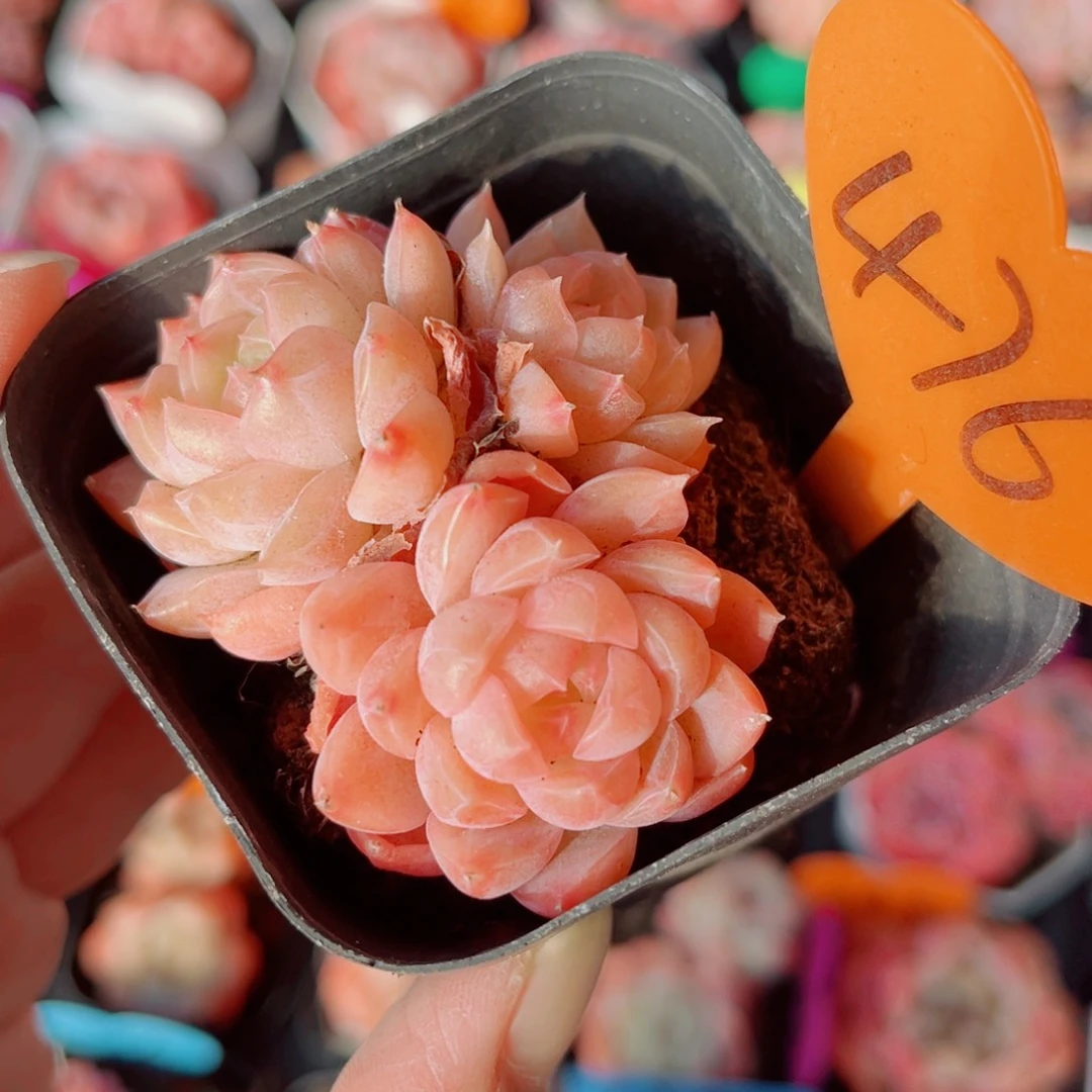 476号小老桩奶油玫瑰群