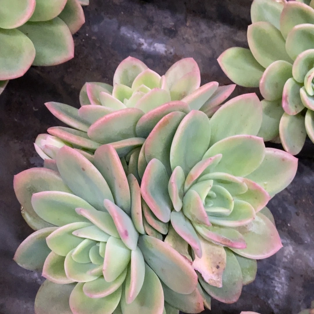 柠檬茶三大头起发