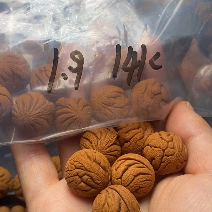 吊坠桃核秦岭山野生桃核