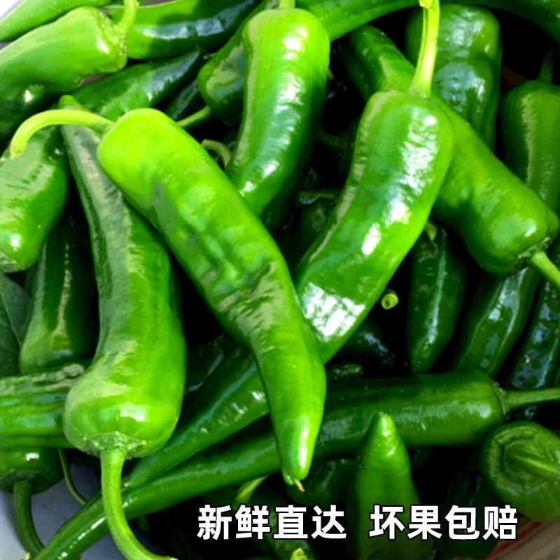 新鲜薄皮青辣椒尖辣椒农家种植产地直发微辣香酥脆嫩可做虎皮辣椒