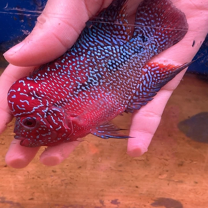 心***》罗汉鱼中通888888888