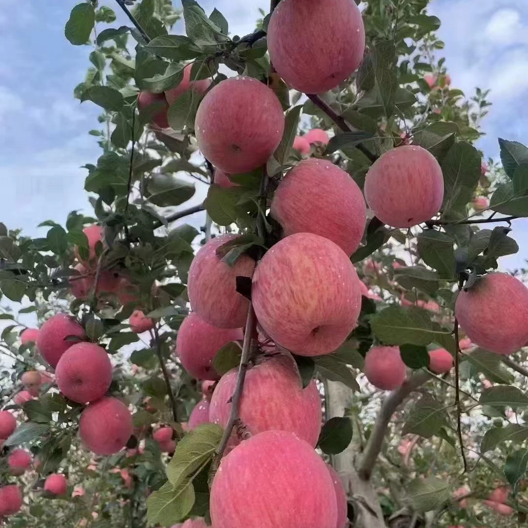 灵宝寺河山红富士冰糖心苹果礼盒装送礼送领导霜降后采摘发货