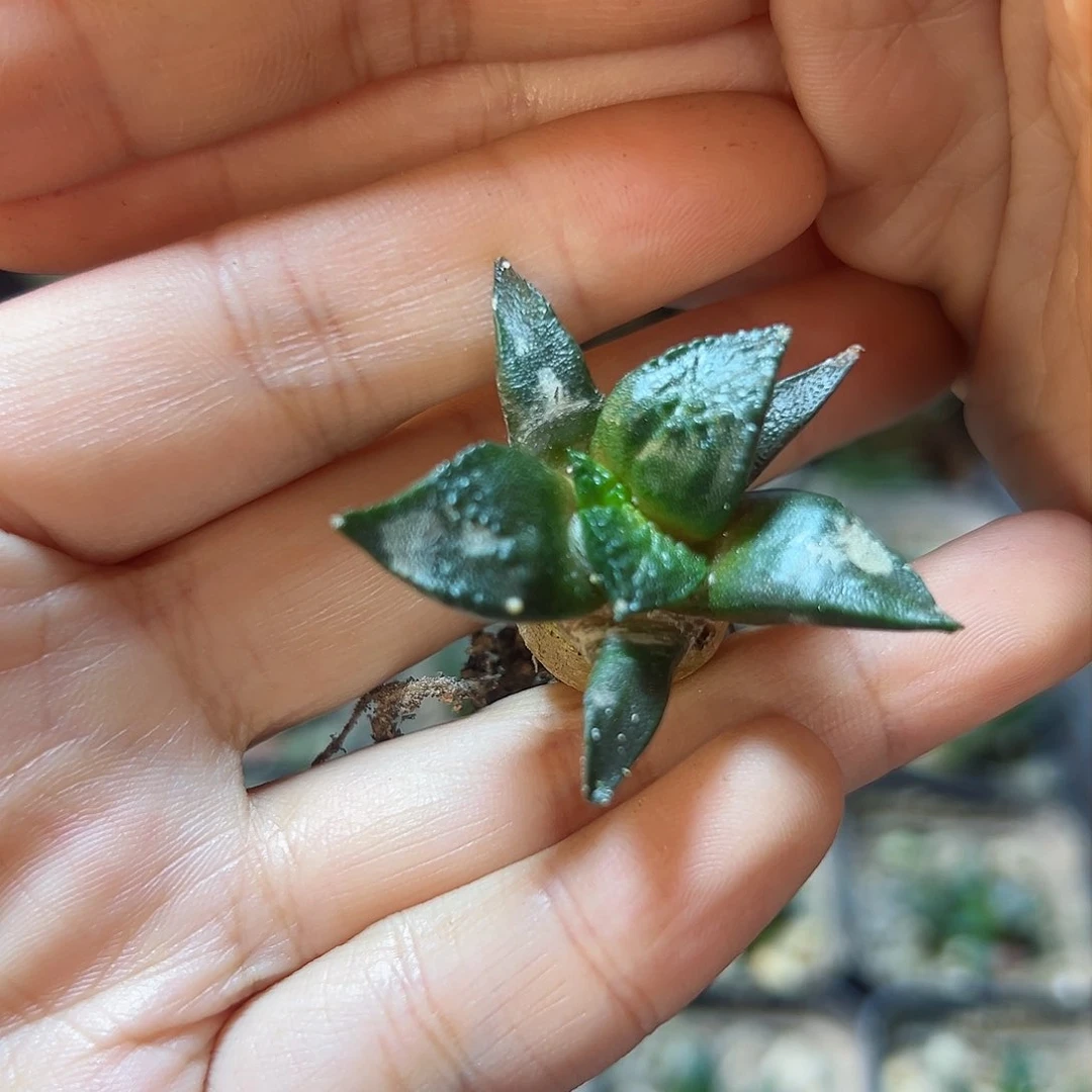 实生龟甲牡丹2.5公分带盆