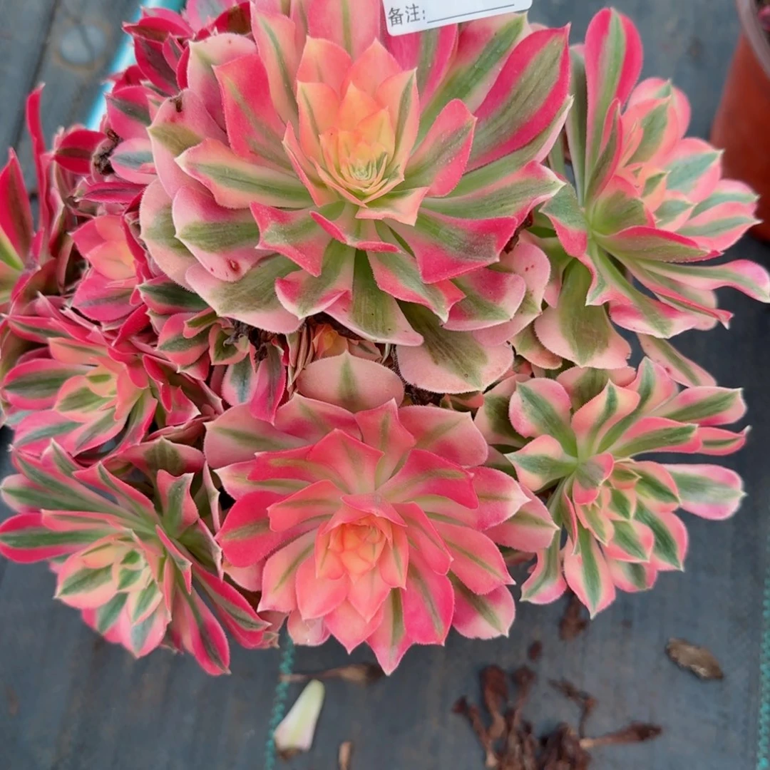 ?****?5805多肉粉女巫多肉