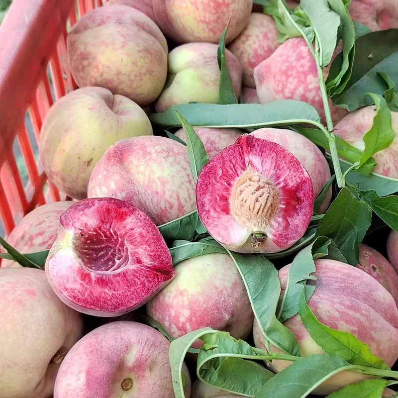 正宗湖北胭脂红血桃露天生长现摘现发应季水果