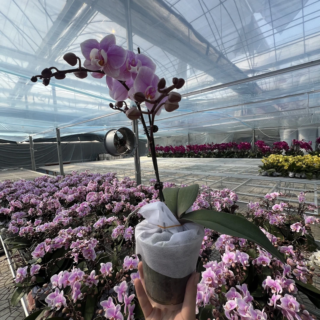 【花之漫】（万人迷）3.5寸杯单双剑蝴蝶兰花卉室内阳台桌面盆栽