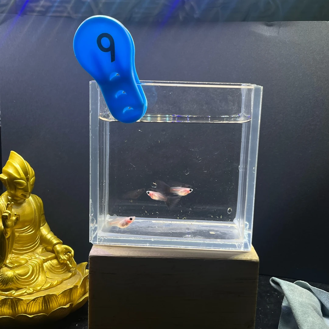 超透玻璃猫孔雀鱼直播一物一拍编号9