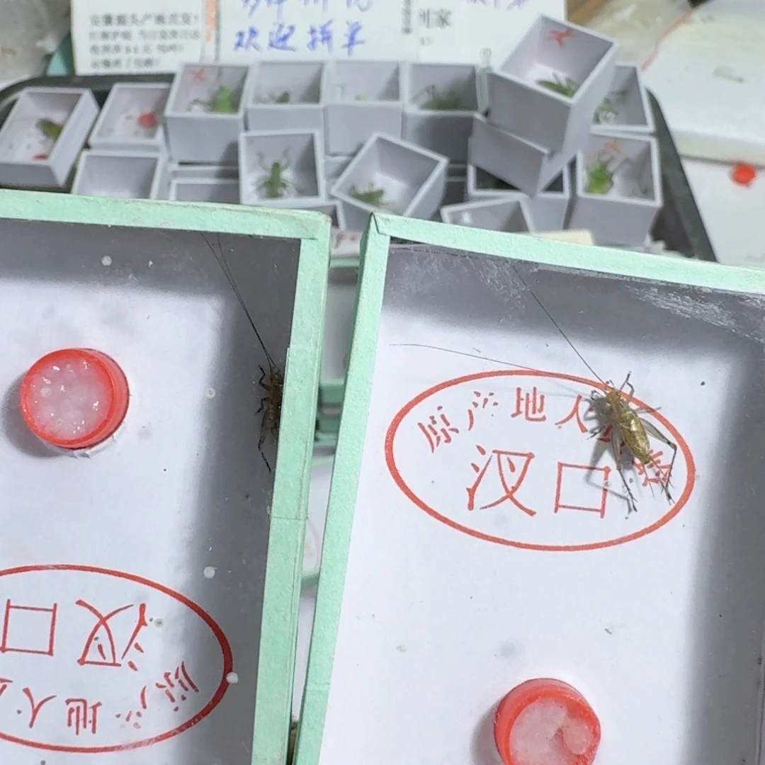 阿***敏蟋蟀联系方式等多种信息发布