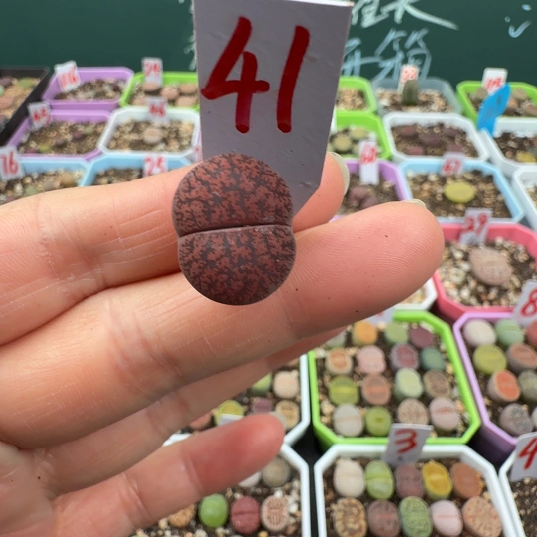 酒红紫薰母本脱土 41