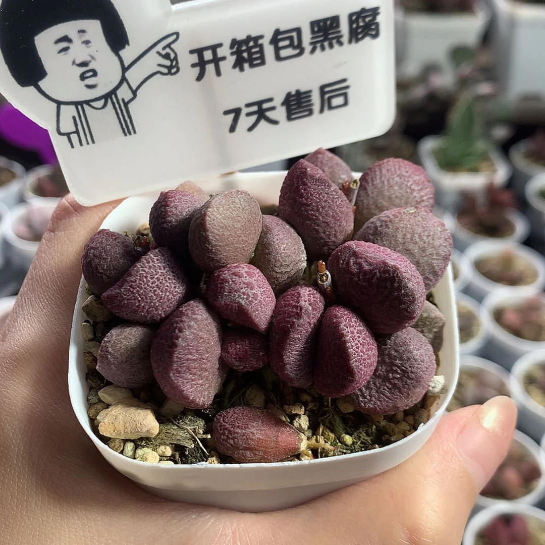 【夏娃】多肉水泡专拍