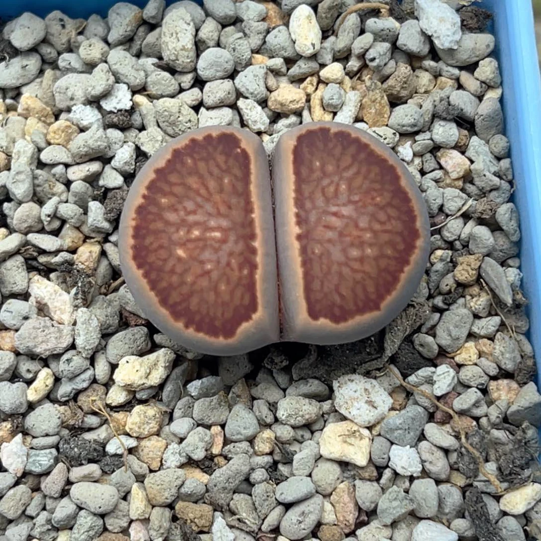 5203红窗菊一颗尺寸2.7