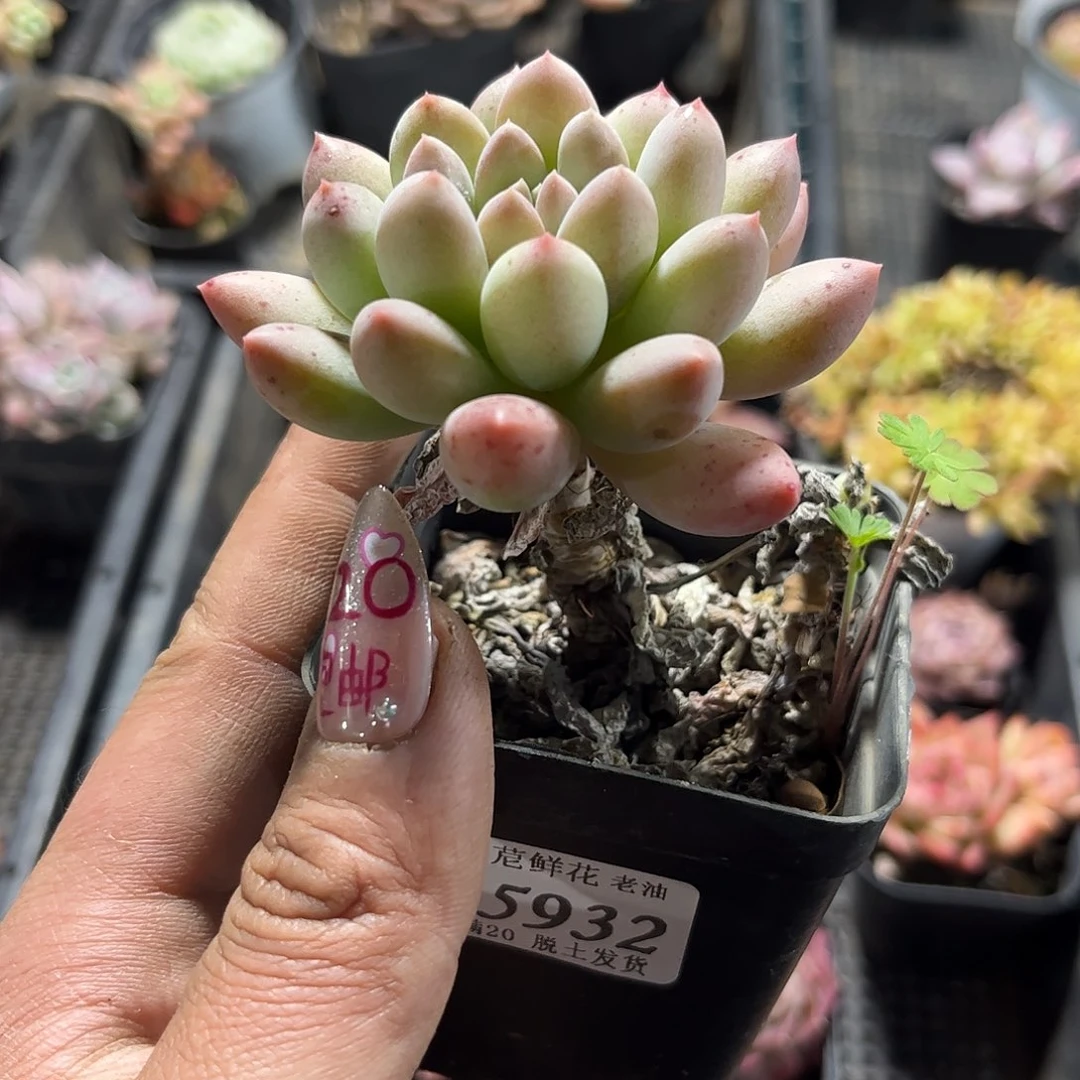 ?*25932一物一拍单头发货