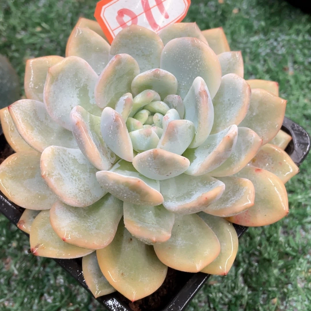 071 一物一拍28包邮非偏远