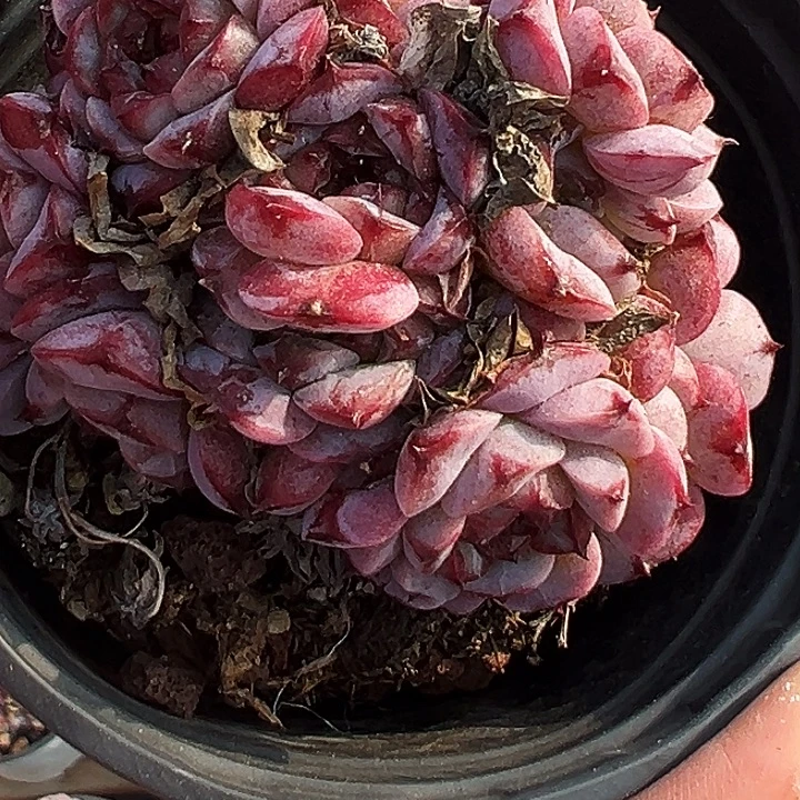 两盆糖心天鹅绒。