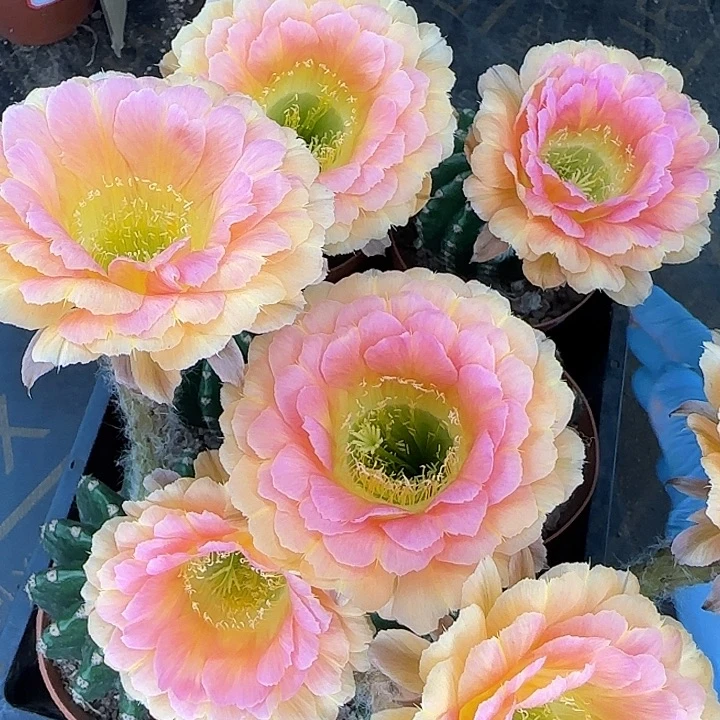 雅森513号自根球7公分左右