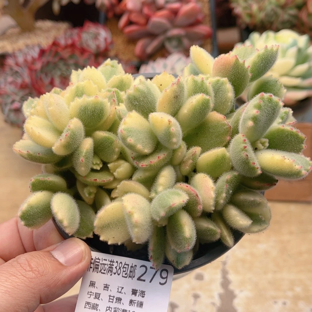 279白熊德华多肉
