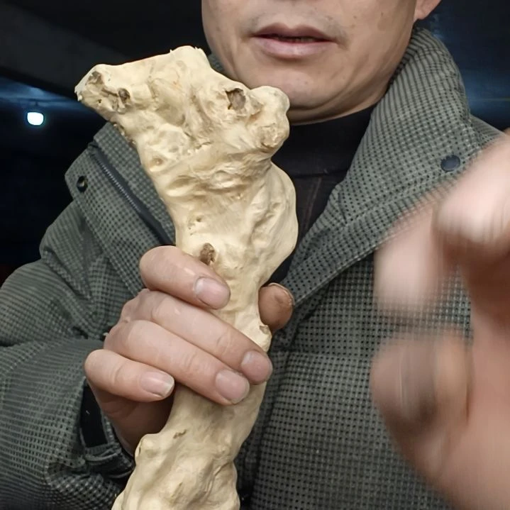 稳定木龙**马贵州檬子木   铁马鞭   根艺  半成品