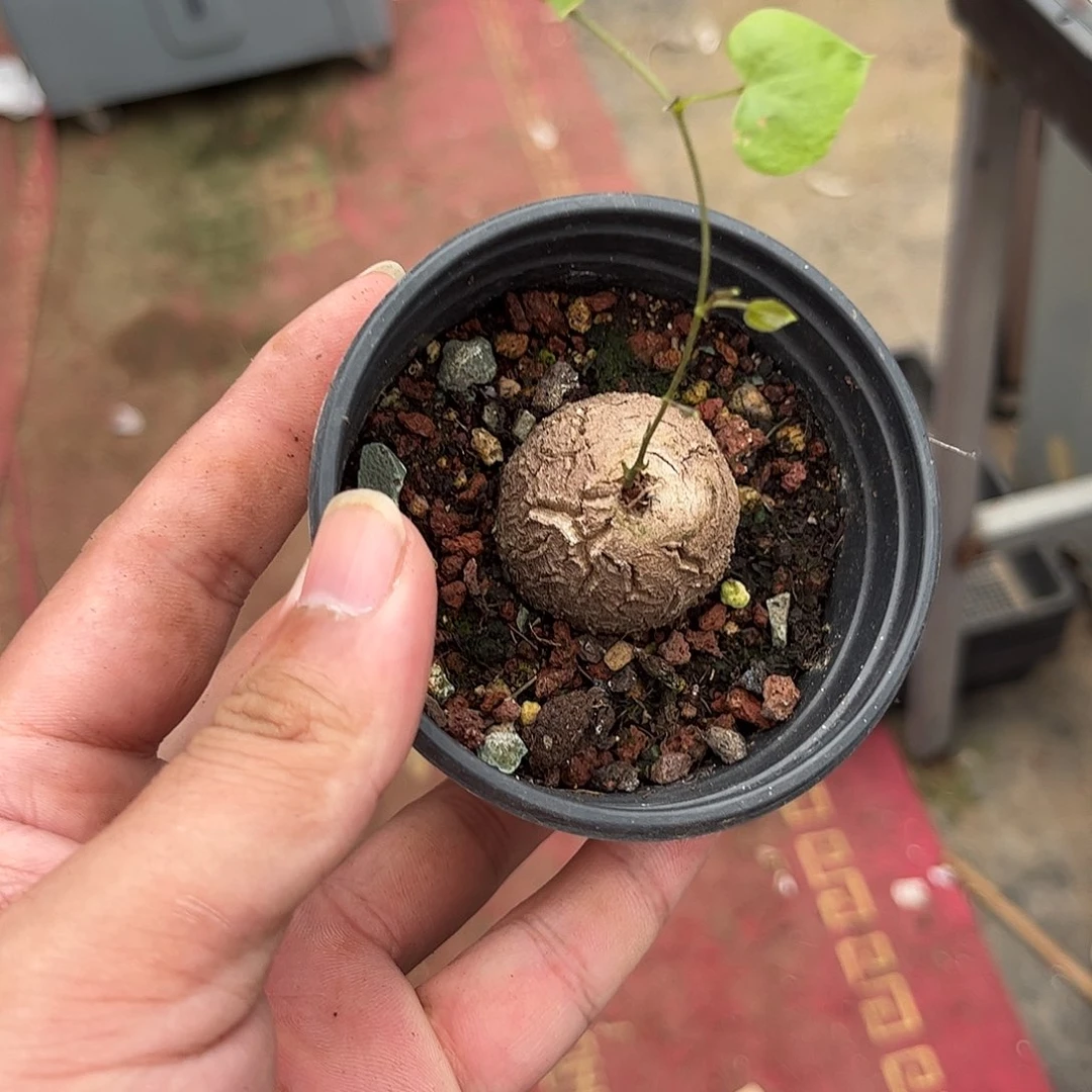 109166一物一拍单头发货
