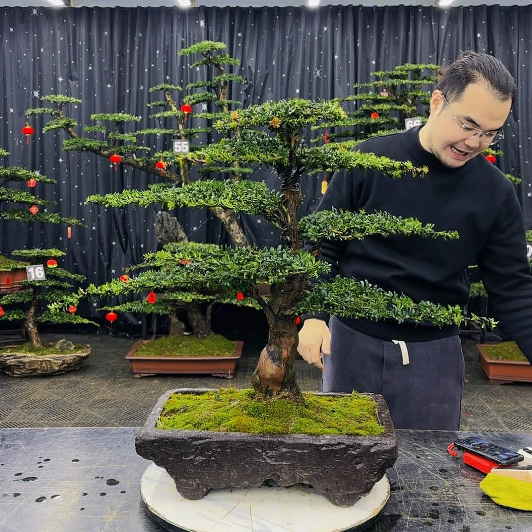 松树柏树造型盆景