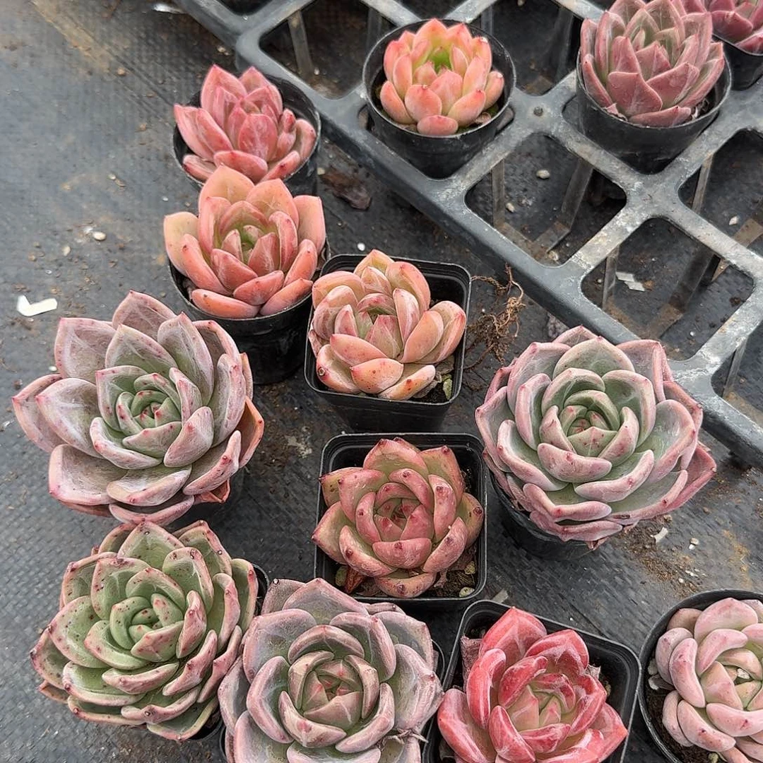 香槟q橙混十棵量拍23-8左五