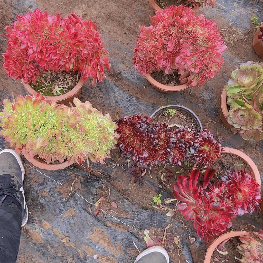 千***肉缀话脱土发货缀话