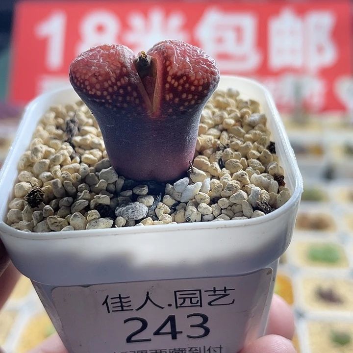 佳人园艺多肉生石花红风铃243
