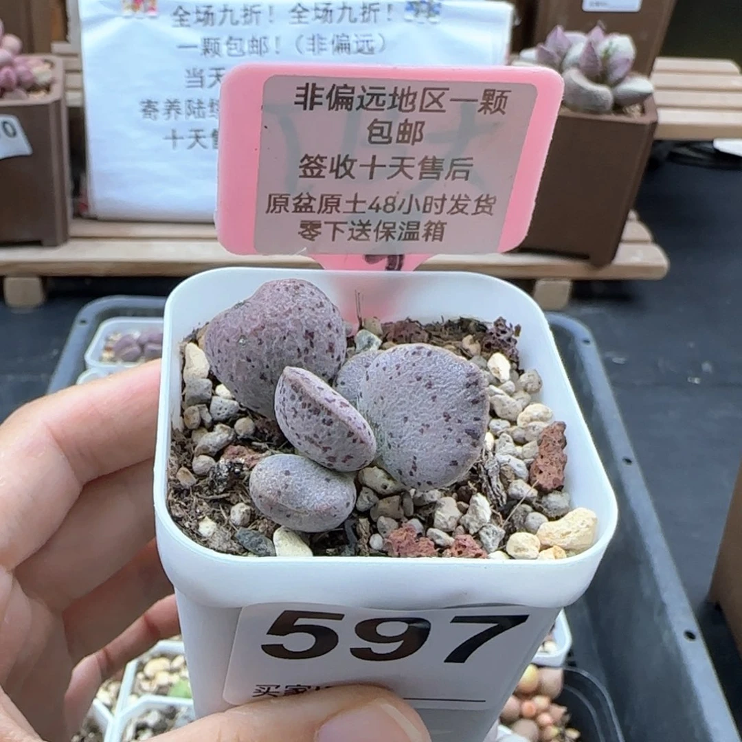 597银波粉蛋多肉