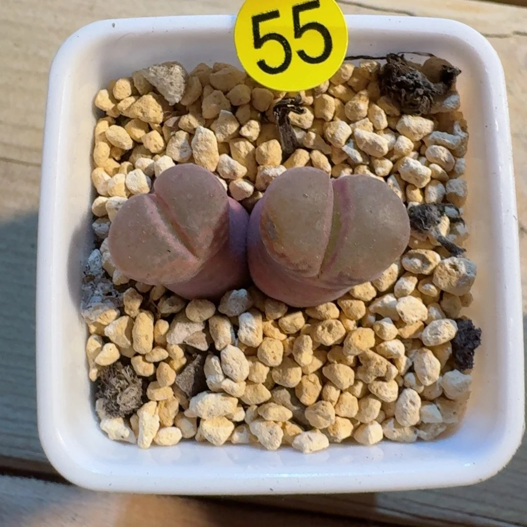 郭***?多肉.....55 .....