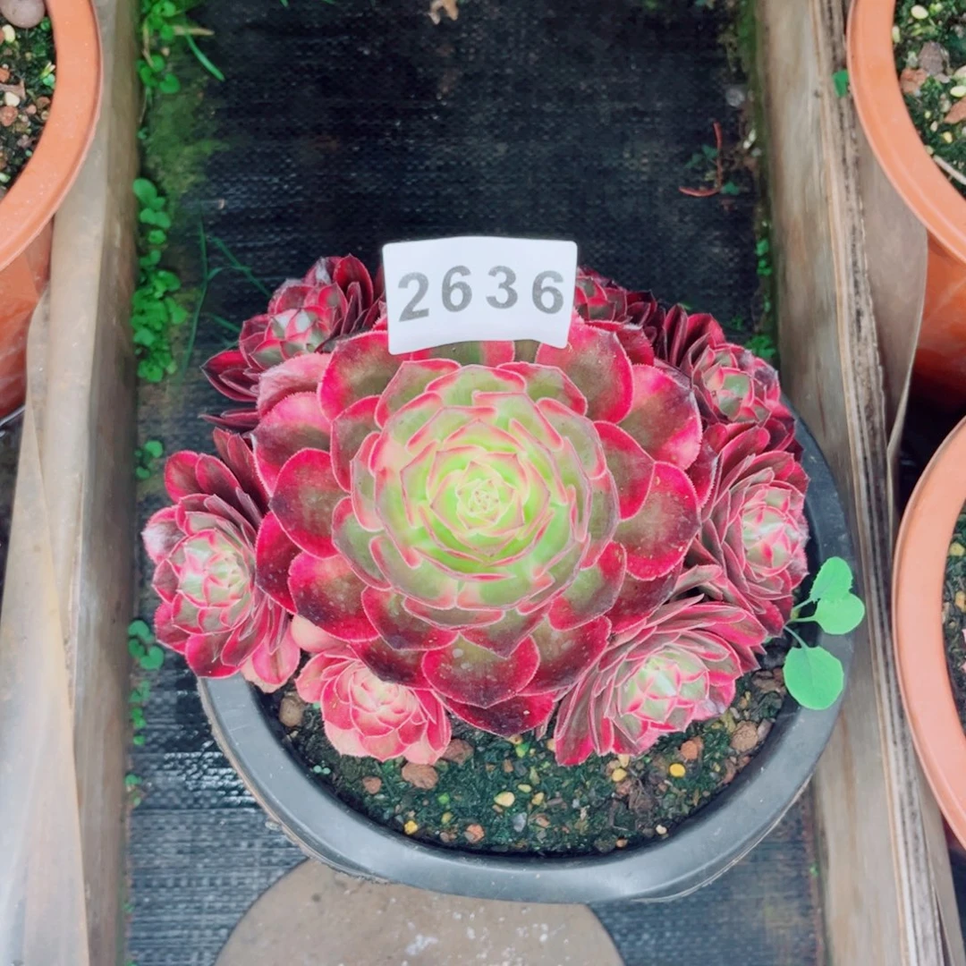 王***赤子心多肉特价发货