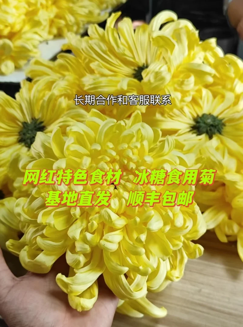 可食用菊花新鲜黄绣球糖心菊花可凉扮刺身中山特色食材糖芯菊