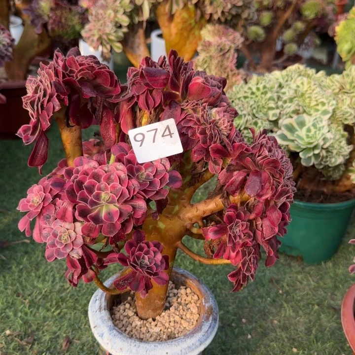 美杜莎缀化自然朵朵缀化974