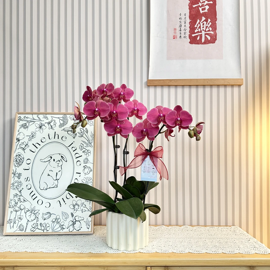 【砂糖橘】蝴蝶兰 红色蝴蝶兰 装饰花 源头基地直发 送人送礼大组盆