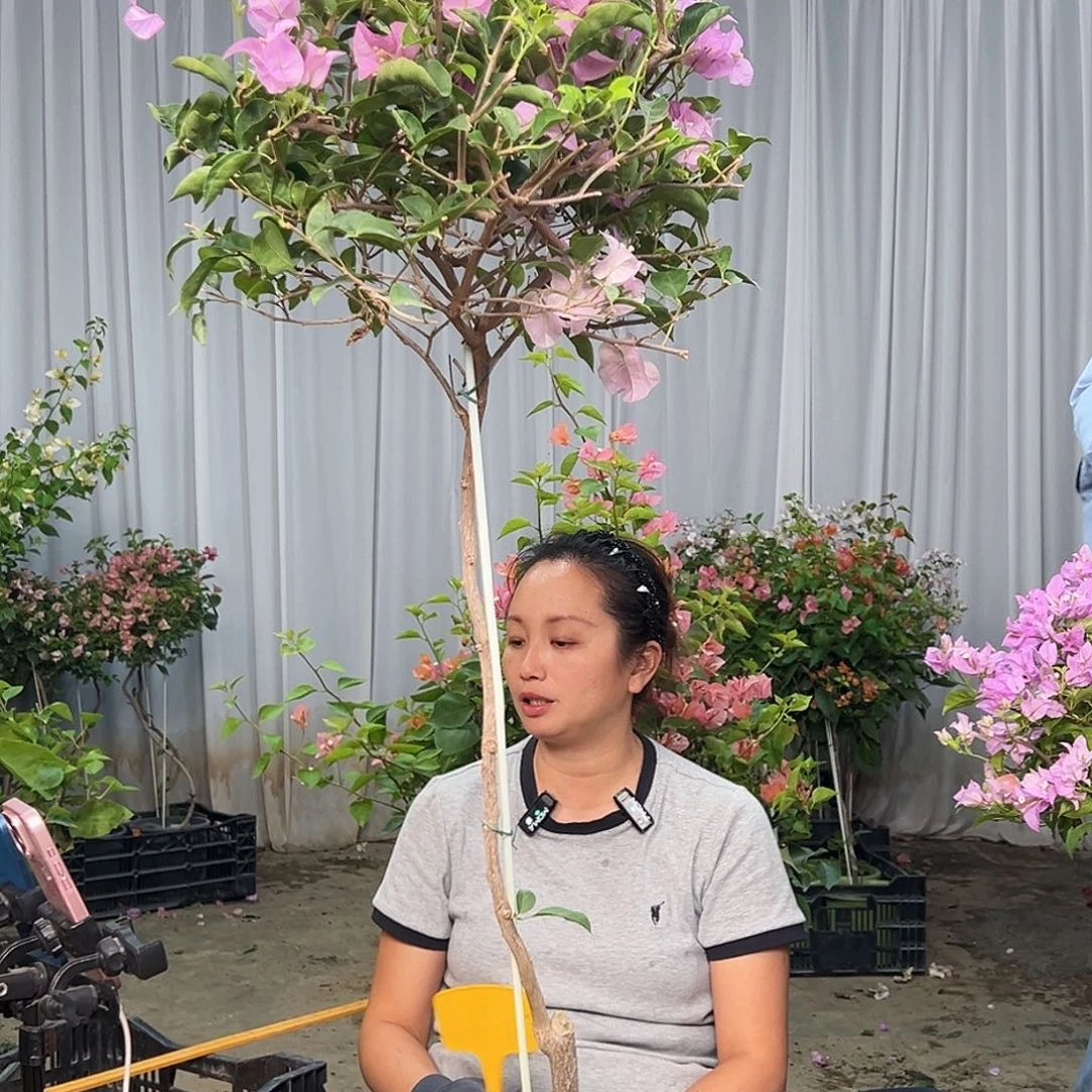用***2当前无花栽培后可以开花K5 巴西紫