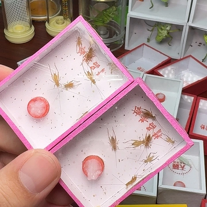 蟋蟀小黄龄2盒到手保十只