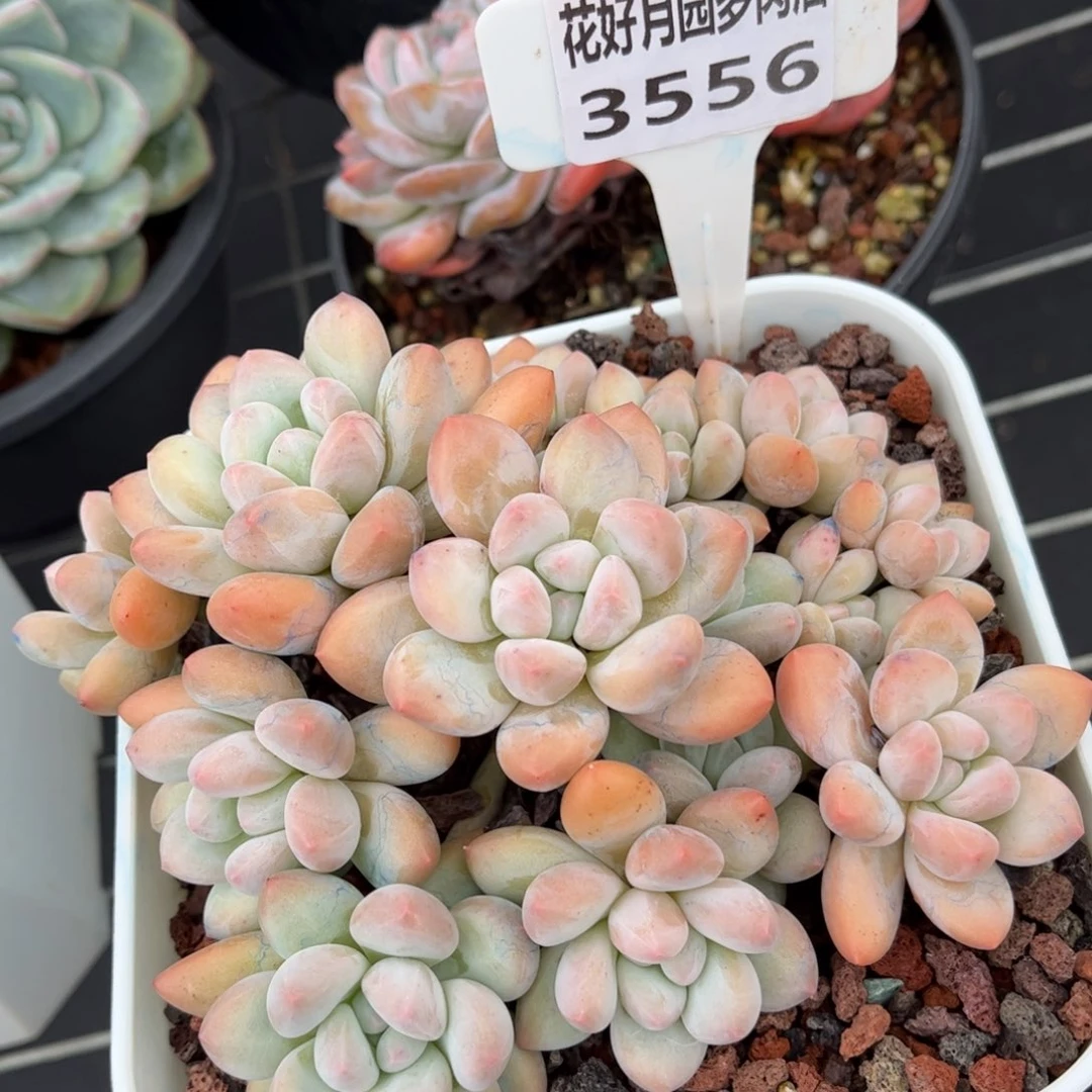 多肉植物3556 一定要拍个冷链哦