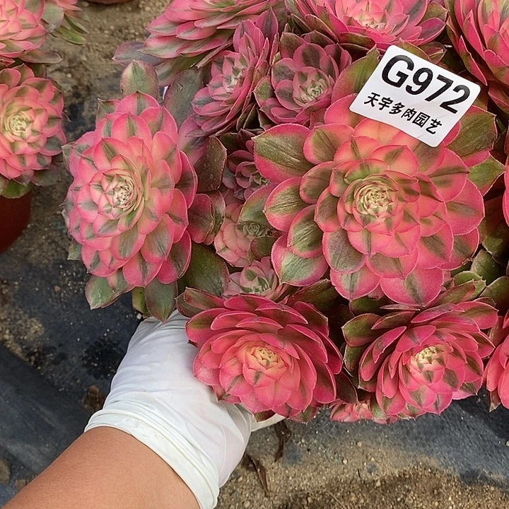 多肉植物荔枝972多肉