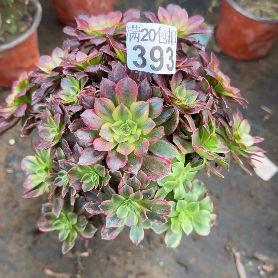 安娜393满20包邮断枝不包