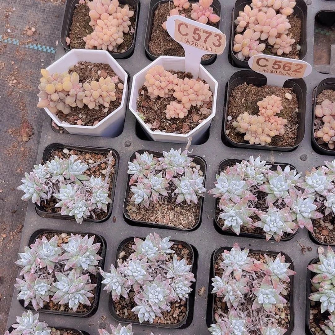 w***UC573醉么日嗯一物一拍