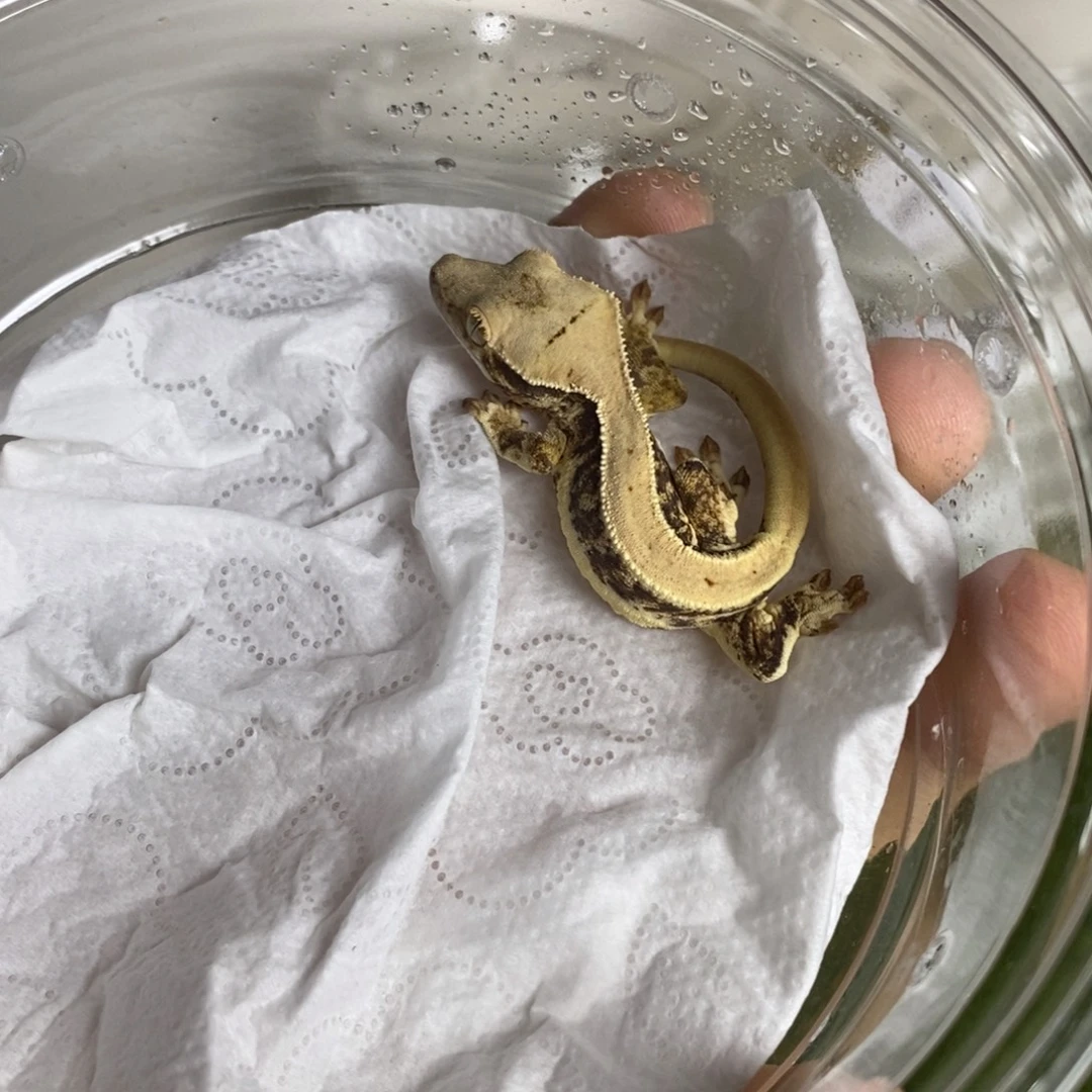 睫角守宫满背莉莉白