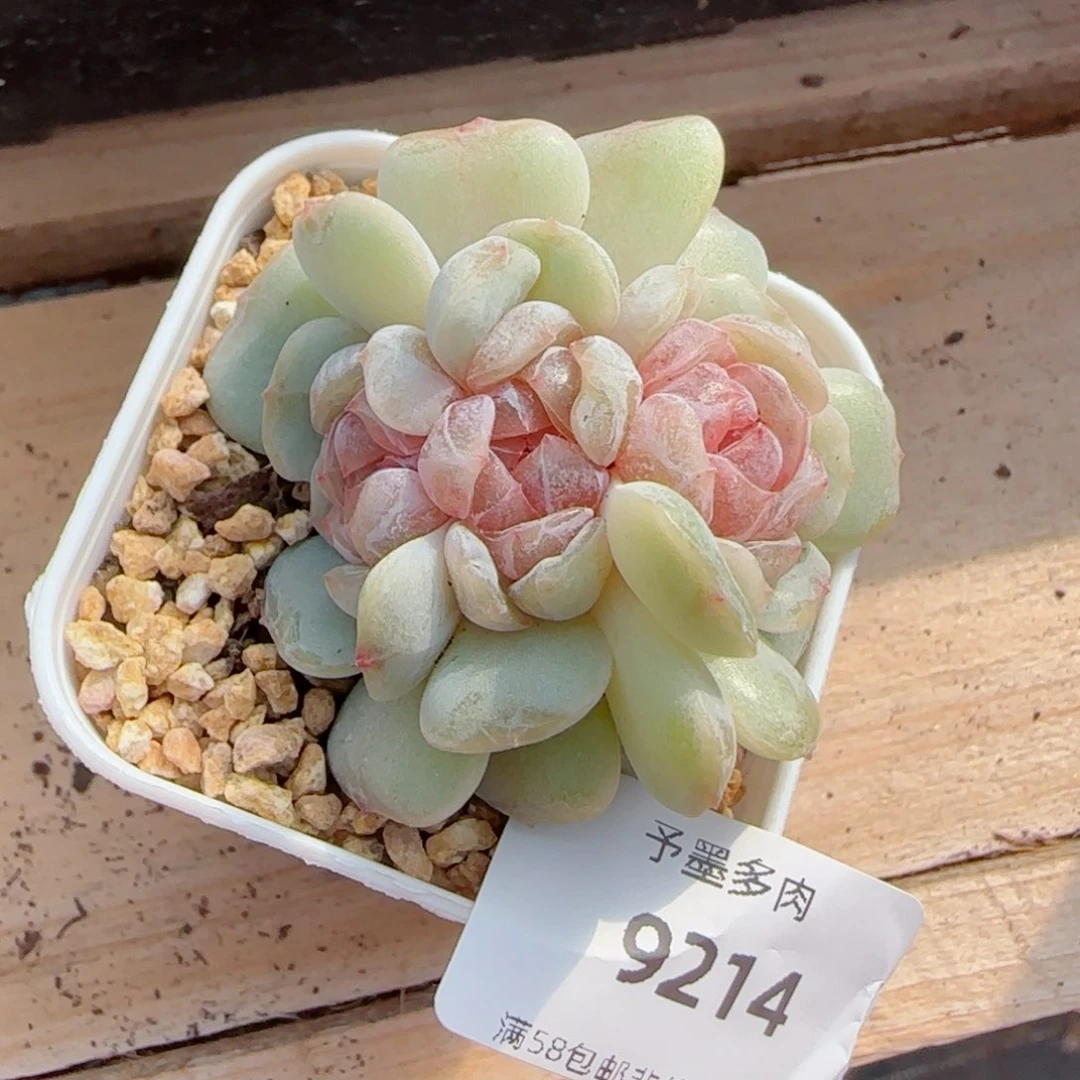 粉恋朵缀，9214多肉