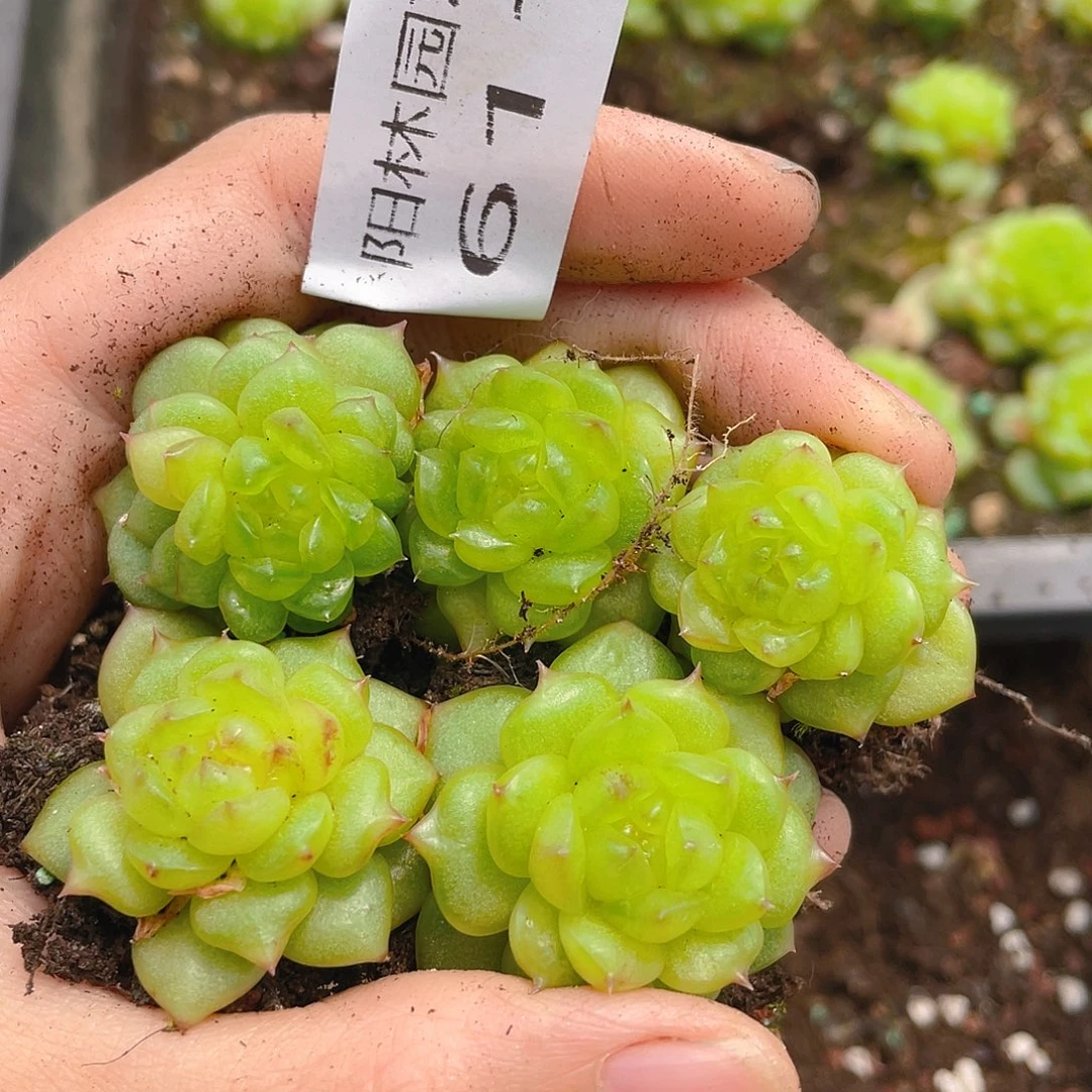 多肉植物多肉植物611