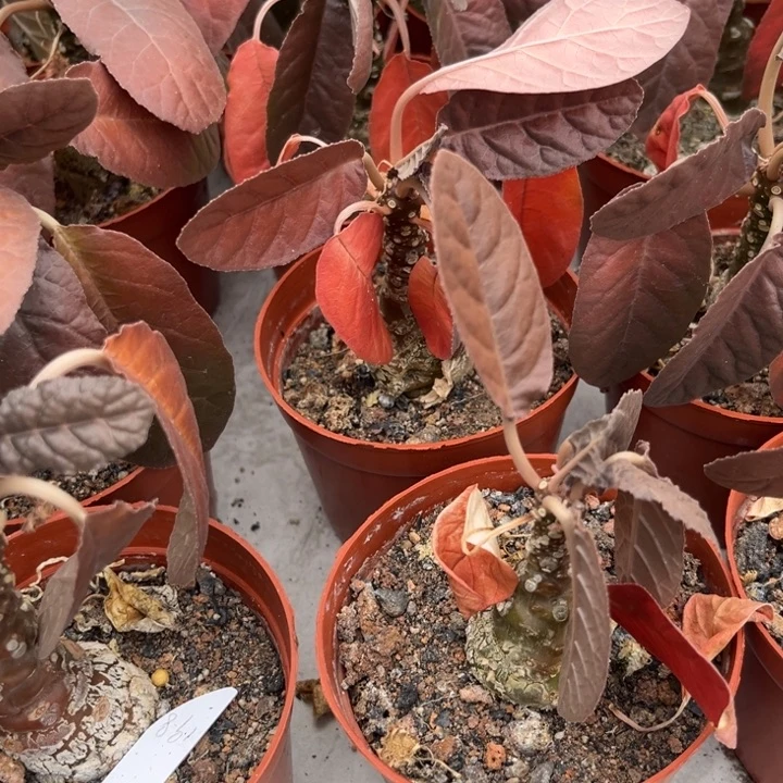 棉叶琉桑多肉仙人球