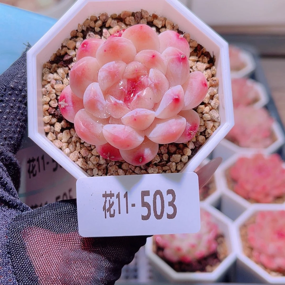 花利美11-503秘境冰魄