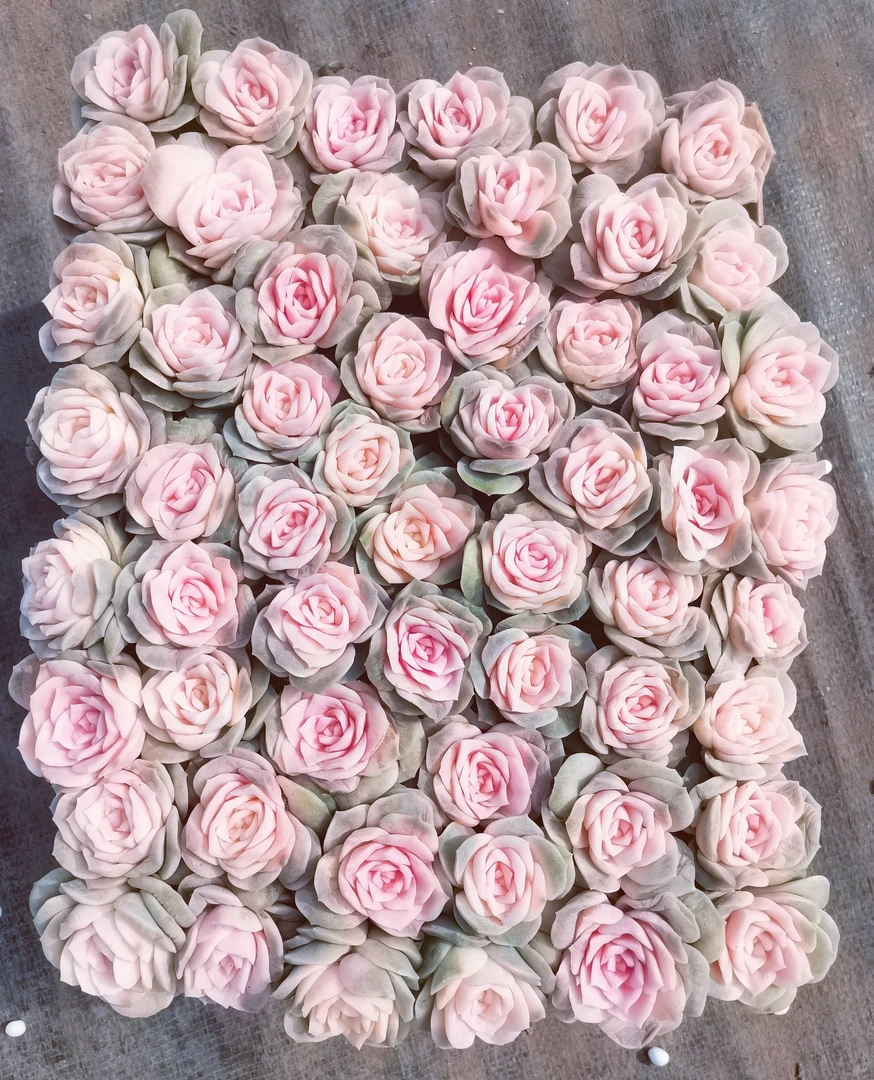脱土精品多肉一箱40朵 戴安娜玫瑰   好种好养   适合新手