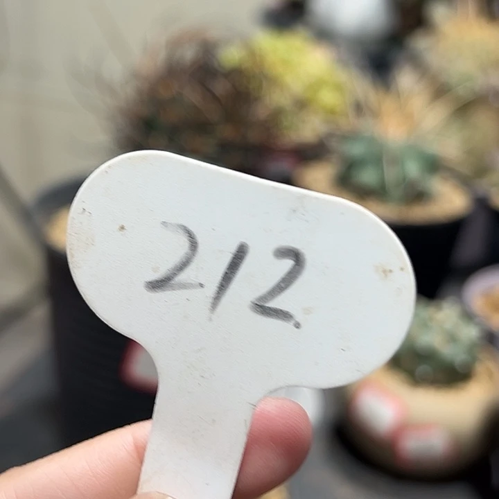 A***t212球3颗6665555555